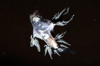 大西洋海神海蛞蝓藏品圖，第1張