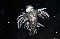 大西洋海神海蛞蝓藏品圖，第2張