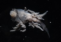 大西洋海神海蛞蝓藏品圖，第4張
