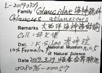 大西洋海神海蛞蝓藏品圖，第8張