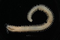基翬闊沙蠶藏品圖，第3張