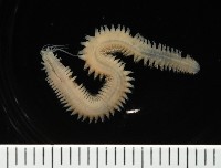 石門闊沙蠶藏品圖，第2張
