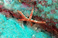 厚革滑皮海星藏品圖，第2張