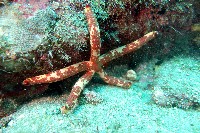 厚革滑皮海星藏品圖，第3張