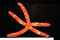 厚革滑皮海星藏品圖，第4張