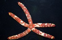 厚革滑皮海星藏品圖，第5張