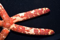 厚革滑皮海星藏品圖，第7張