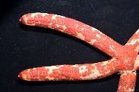 厚革滑皮海星藏品圖，第8張