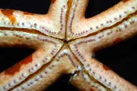 厚革滑皮海星藏品圖，第11張