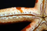 厚革滑皮海星藏品圖，第12張