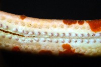 厚革滑皮海星藏品圖，第13張