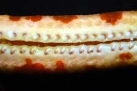 厚革滑皮海星藏品圖，第14張