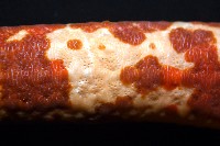 厚革滑皮海星藏品圖，第15張