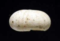 卵圓斜海膽藏品圖，第6張