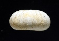 卵圓斜海膽藏品圖，第7張