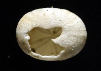 卵圓斜海膽藏品圖，第8張