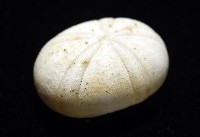 卵圓斜海膽藏品圖，第9張