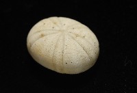 卵圓斜海膽藏品圖，第10張