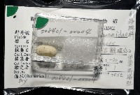 卵圓斜海膽藏品圖，第11張
