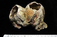 鐘巨藤壺藏品圖，第3張