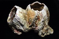 鐘巨藤壺藏品圖，第4張