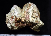 鐘巨藤壺藏品圖，第5張