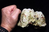 鐘巨藤壺藏品圖，第6張