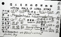 鐘巨藤壺藏品圖，第12張