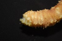 黃疣海參藏品圖，第4張