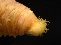 黃疣海參藏品圖，第6張