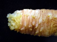 黃疣海參藏品圖，第7張