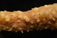 黃疣海參藏品圖，第8張