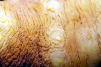 黃疣海參藏品圖，第10張