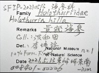 黃疣海參藏品圖，第12張