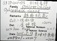 錦疣蛇尾藏品圖，第12張