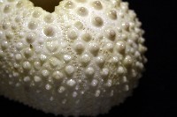 梅氏長海膽藏品圖，第4張