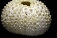 梅氏長海膽藏品圖，第5張
