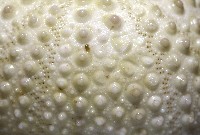 梅氏長海膽藏品圖，第6張