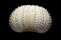 梅氏長海膽藏品圖，第7張