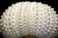 梅氏長海膽藏品圖，第8張