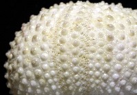梅氏長海膽藏品圖，第9張