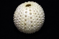 梅氏長海膽藏品圖，第10張