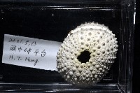 梅氏長海膽藏品圖，第11張