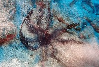 餘刺短羽枝藏品圖，第2張