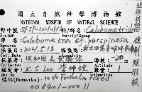 餘刺短羽枝藏品圖，第16張