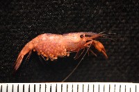 未知種海羊齒共生蝦藏品圖，第7張