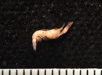 未知種海羊齒共生蝦藏品圖，第8張