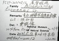 未知種海羊齒共生蝦藏品圖，第12張