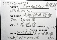 未知種毛殼蟹藏品圖，第8張