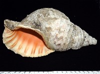大法螺藏品圖，第2張